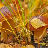 Грибочная парочка